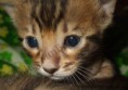 /album/the-long-awaited-litter-a-/a2013-03-30-evening-sunbeam-bengal-cats-bengal-katzen-kitten-bengali-macska-1-jpg/